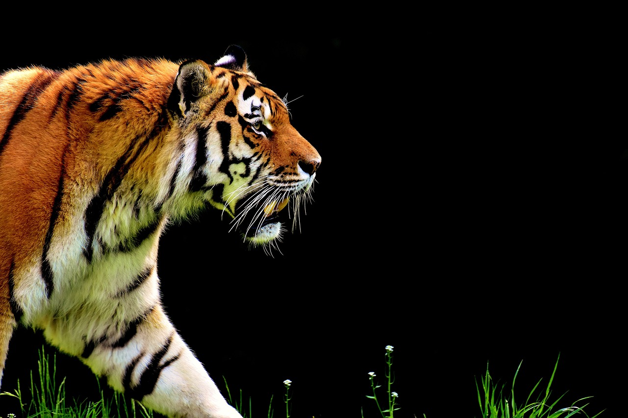 Image - tiger predator fur beautiful