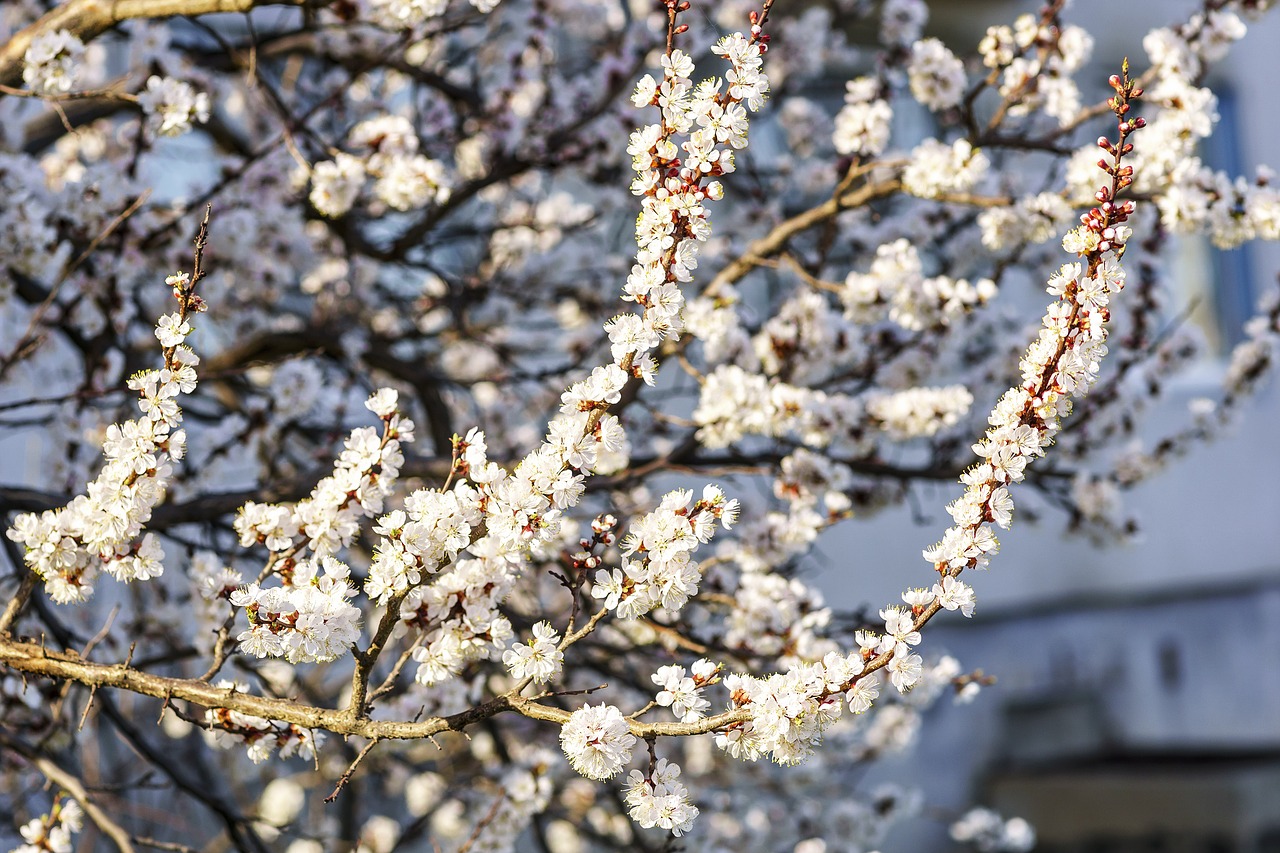 Image - spring flowers color apricot