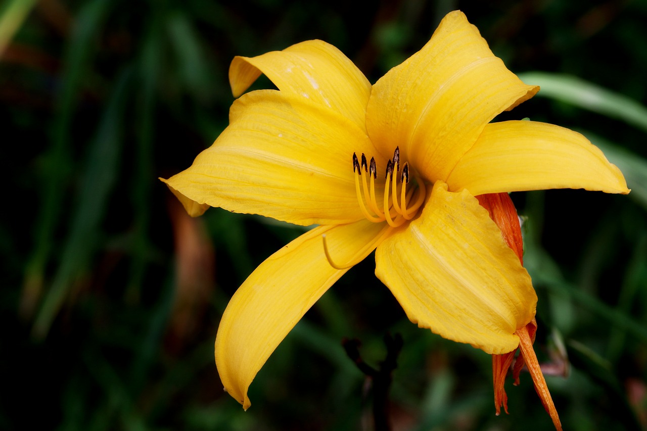 Image - plants nature forest flowers