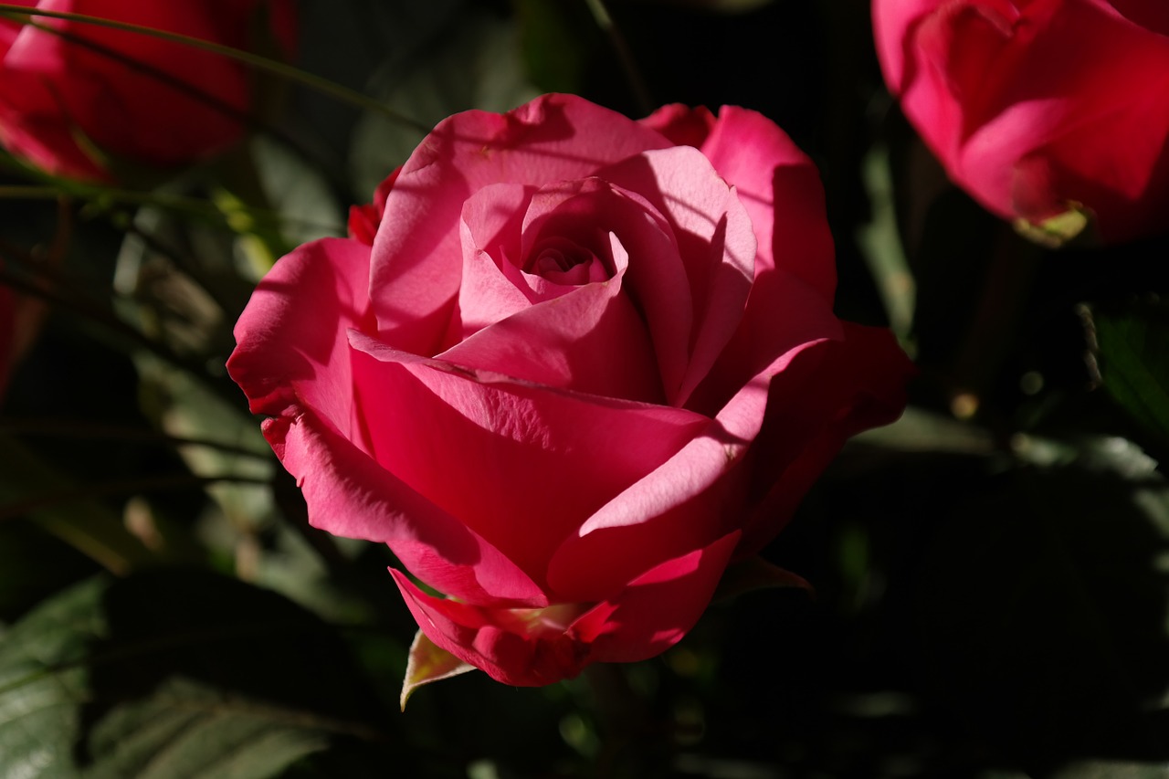 Image - rose red flower plant rose bloom