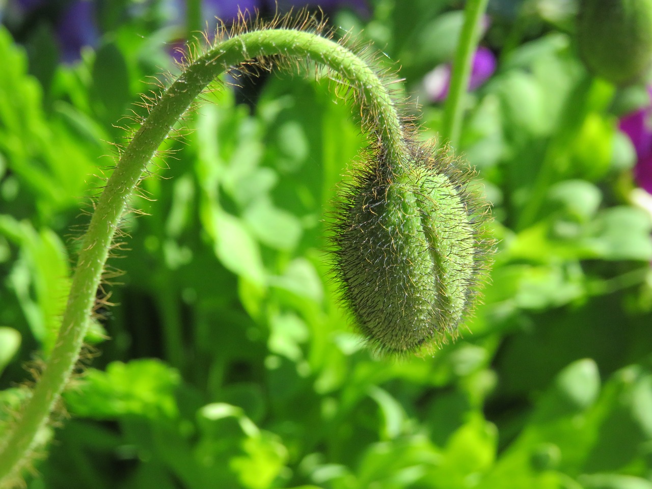 Image - poppy flower capsule nature close