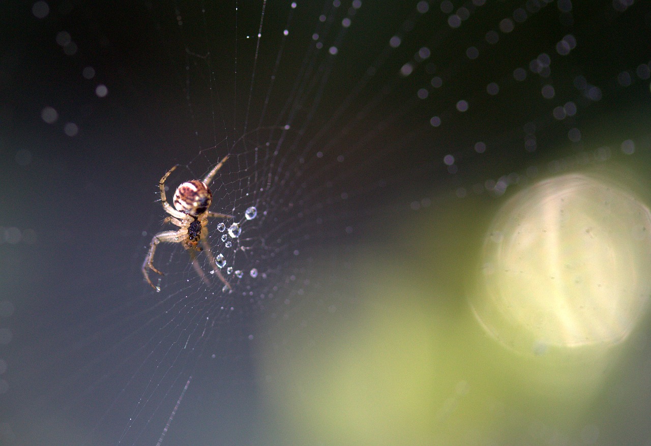 Image - spider place dew drops nature