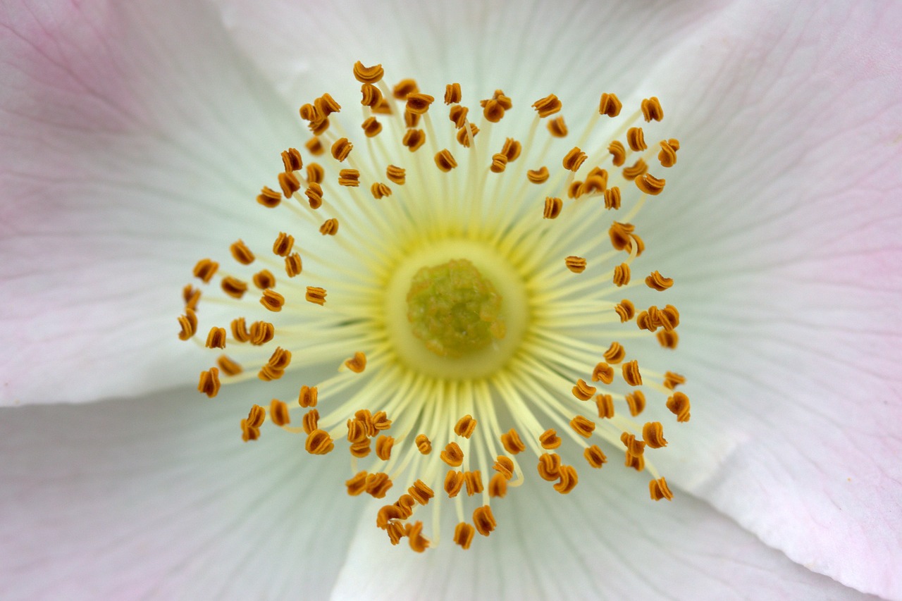 Image - flower interior pollen