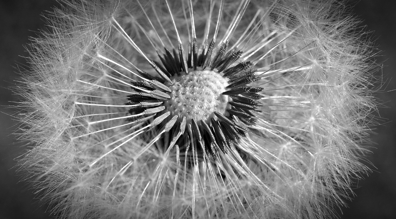 Image - dandelion close macro black white