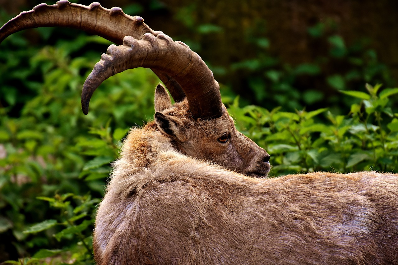 Image - capricorn horns animal animal world