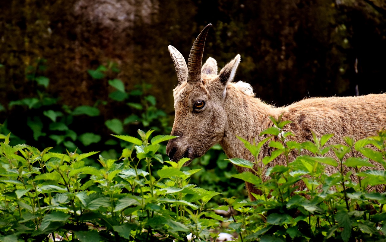 Image - capricorn horns animal animal world