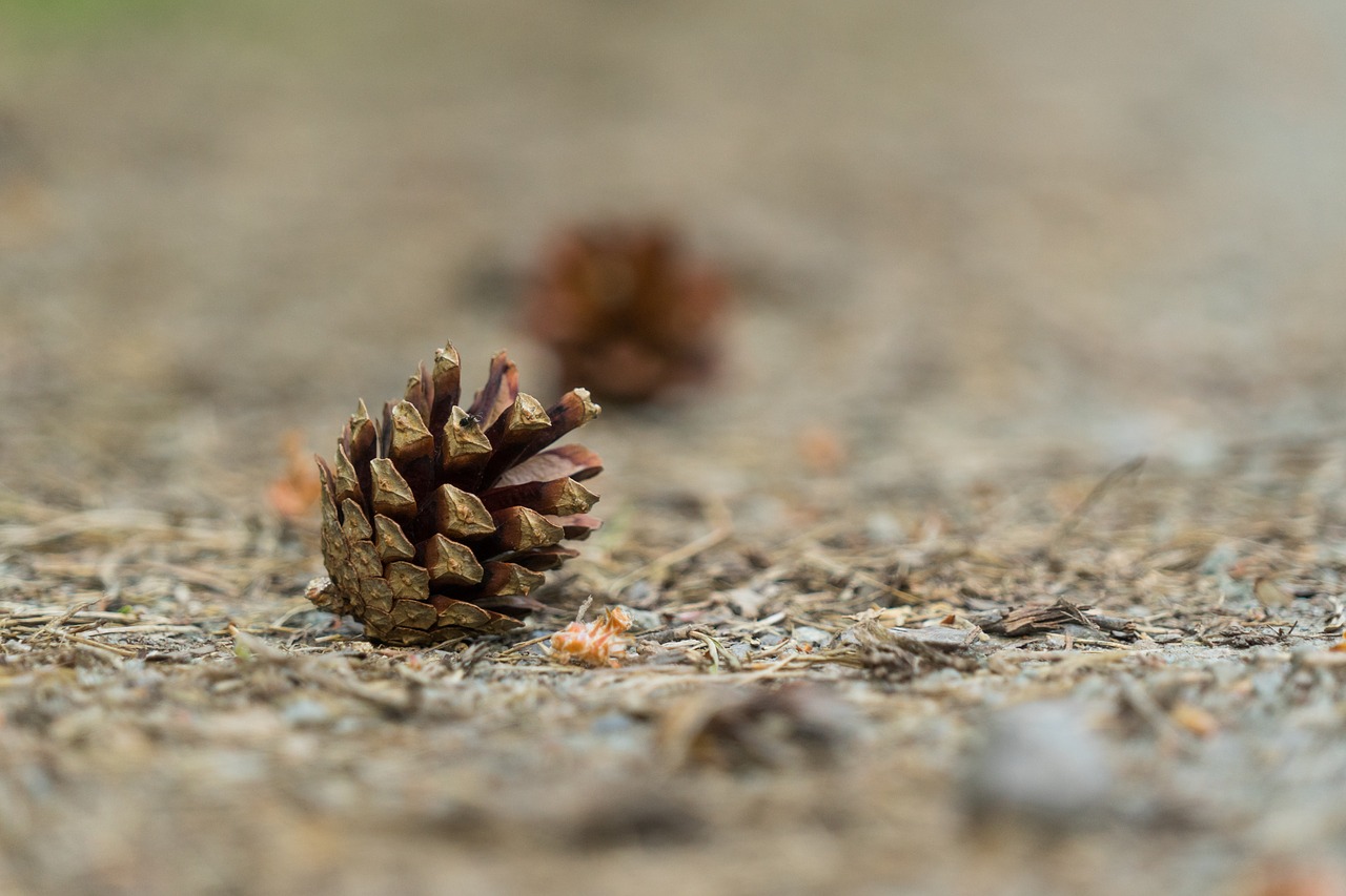 Image - tap pine cones forest nature macro