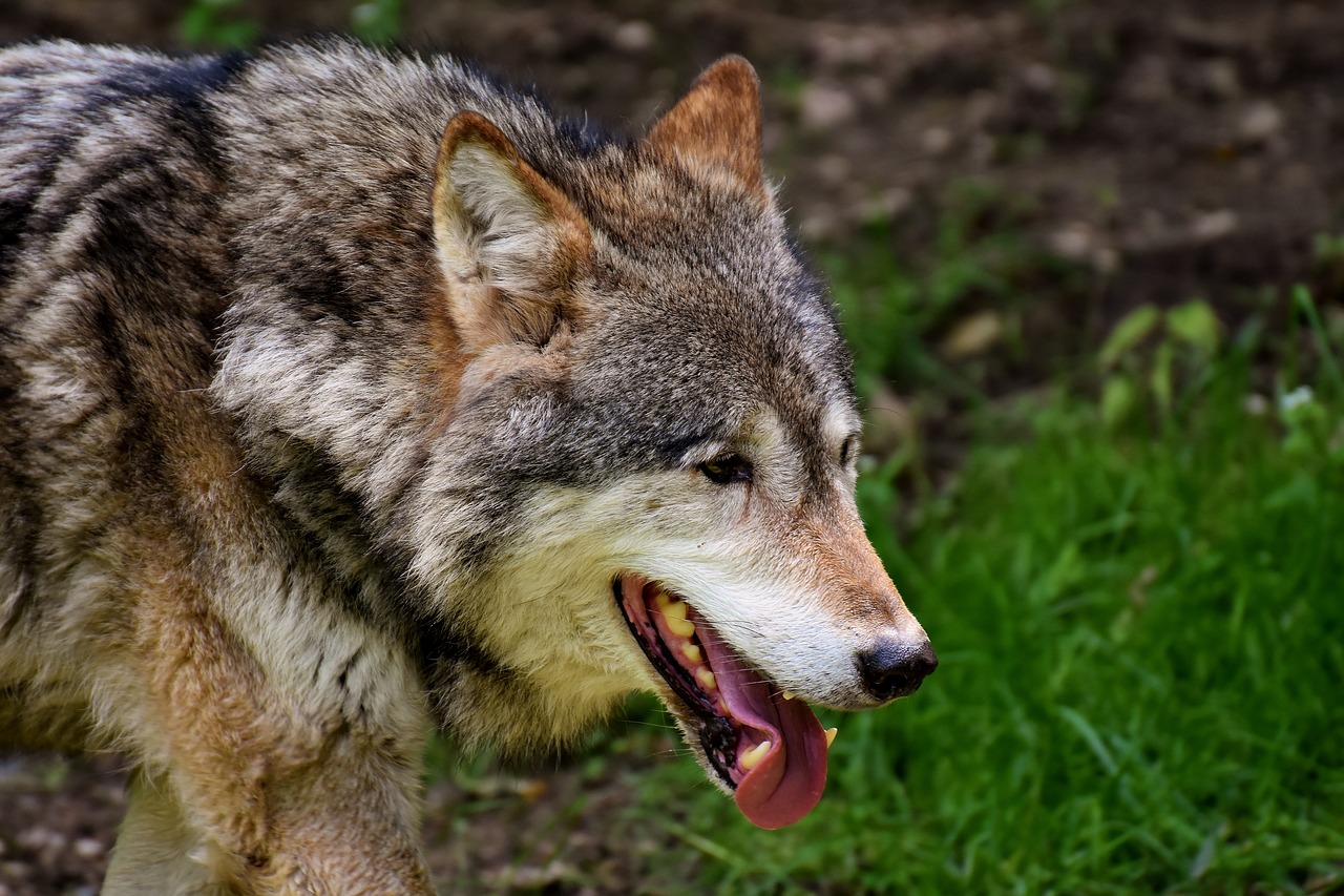 Image - wolf wild animal beautiful