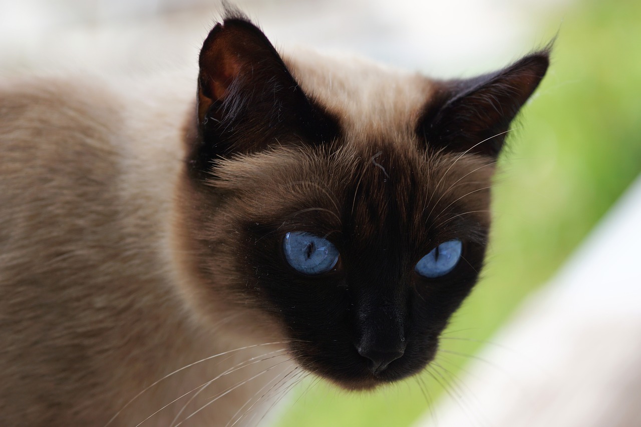 Image - siam siamese cat cat domestic cat