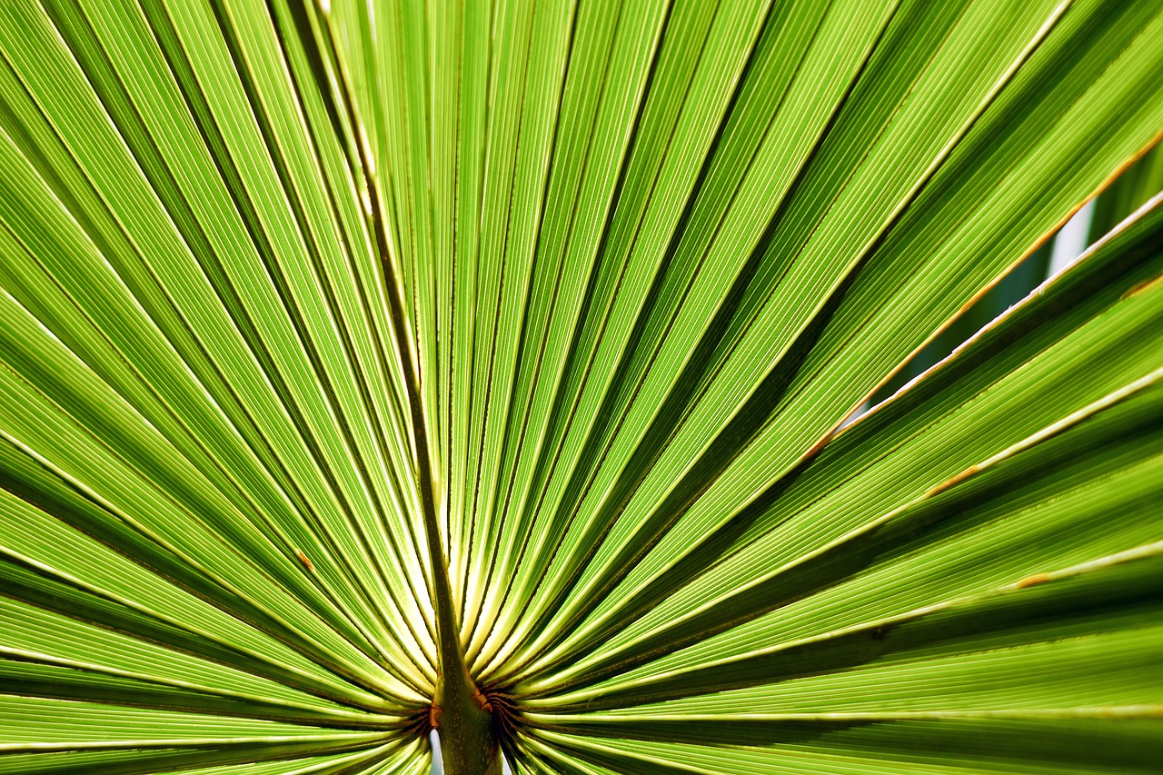 Image - leaf palm leaf palmetto palmetto