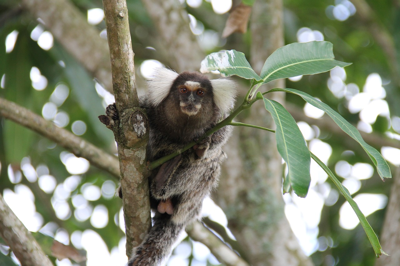 Image - marmoset monkey primate hose hairy