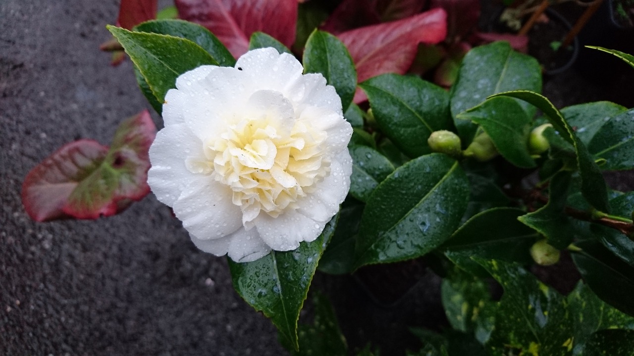 Image - camellia brushfield yellow