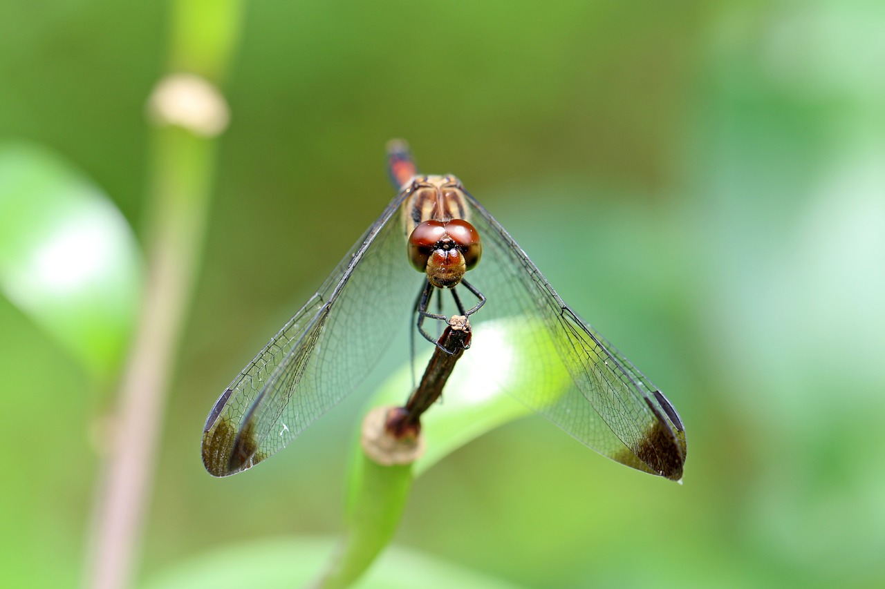 Image - nature forest insects dragonfly