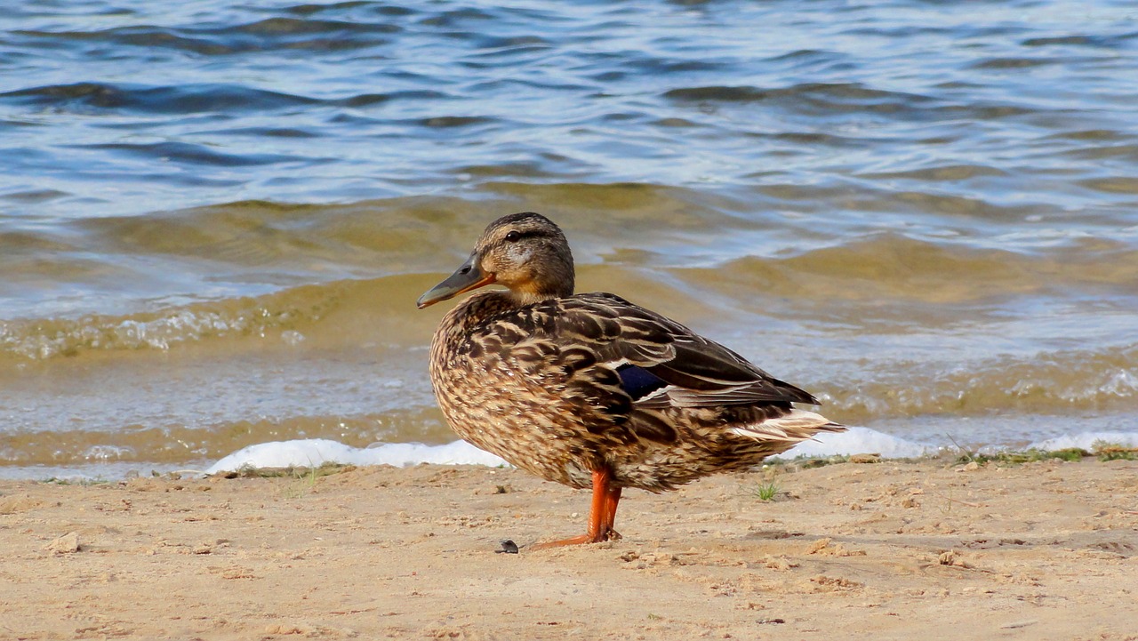 Image - duck beach water lake bird nature