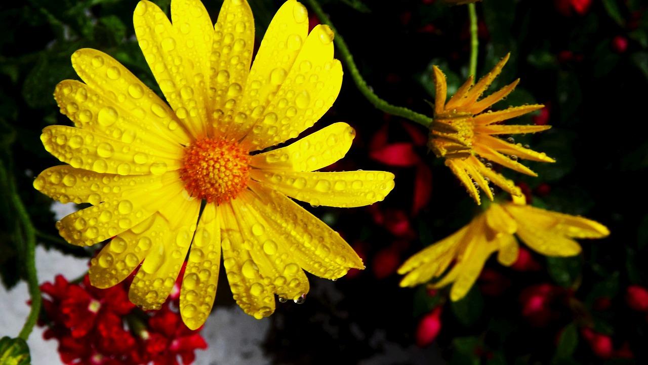 Image - flora flowers margaretka color
