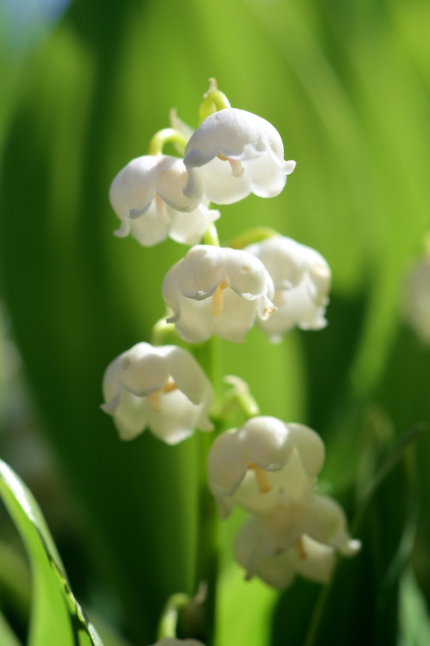 Image - lily of the valley flower spring