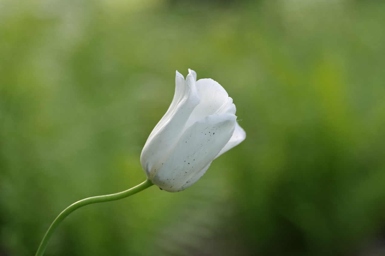 Image - flower white tulip single garden