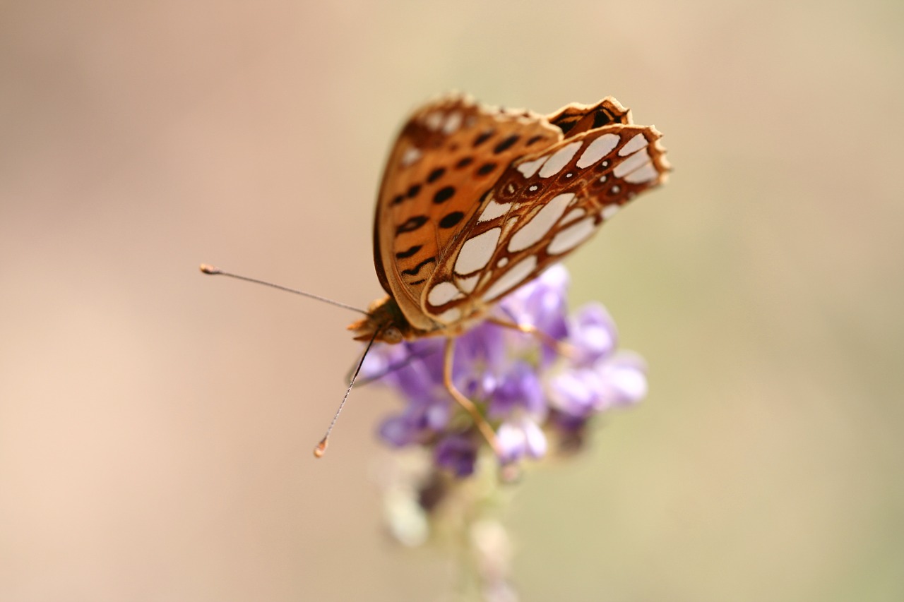 Image - butterfly animal fly wing close