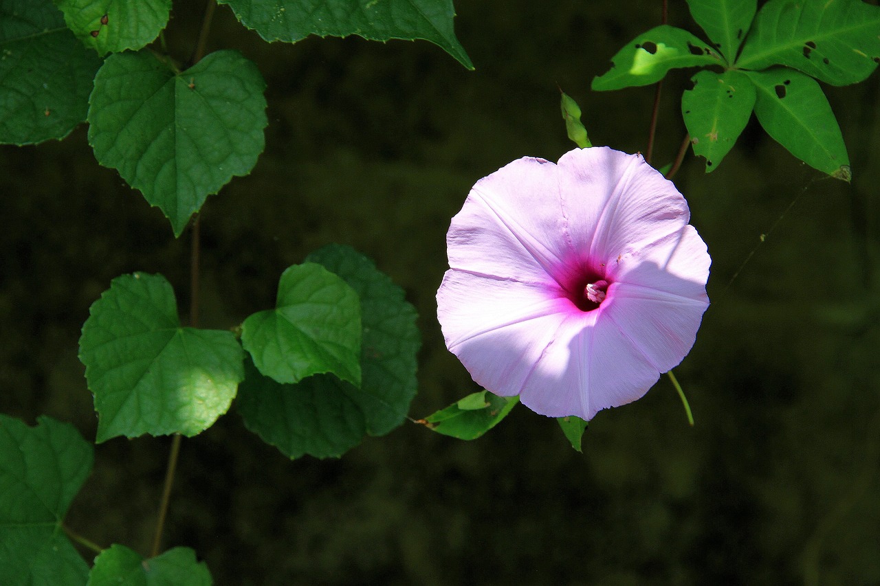 Image - morning glory pink and purple