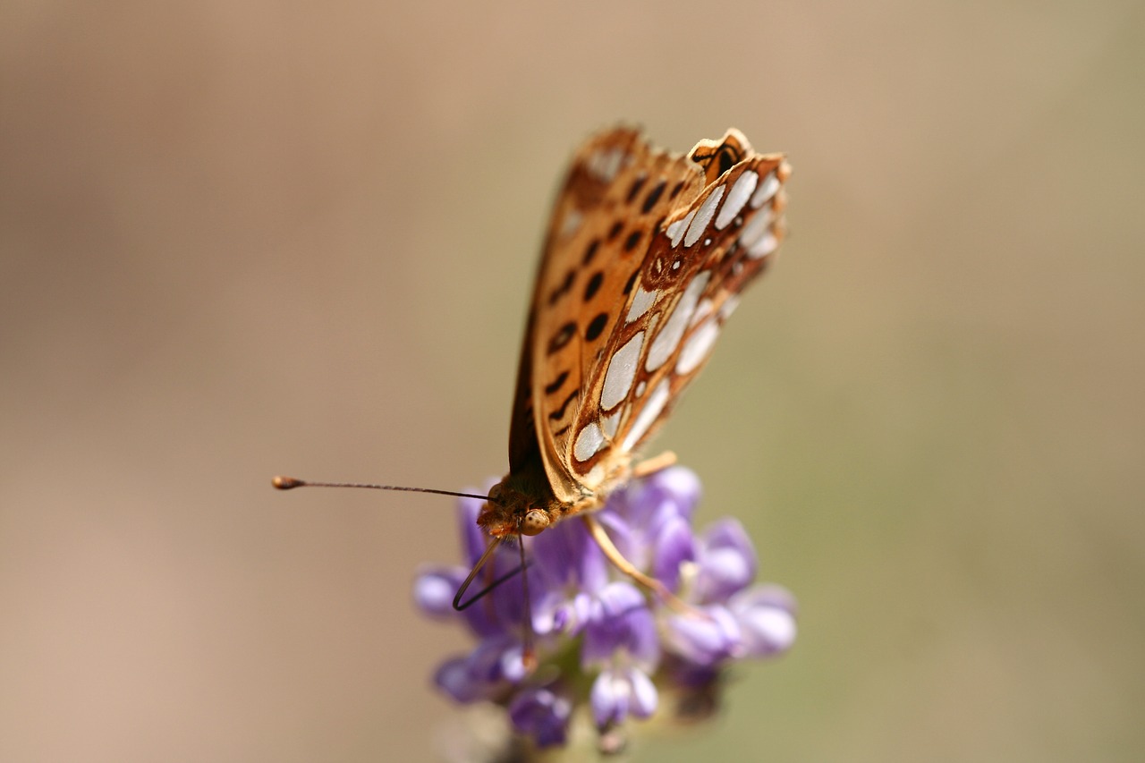 Image - butterfly animal fly close insect