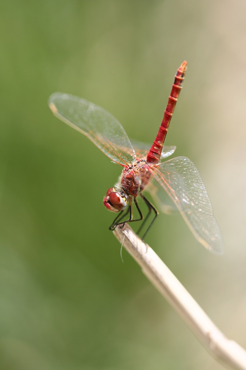 Image - dragonfly red insect wing fly