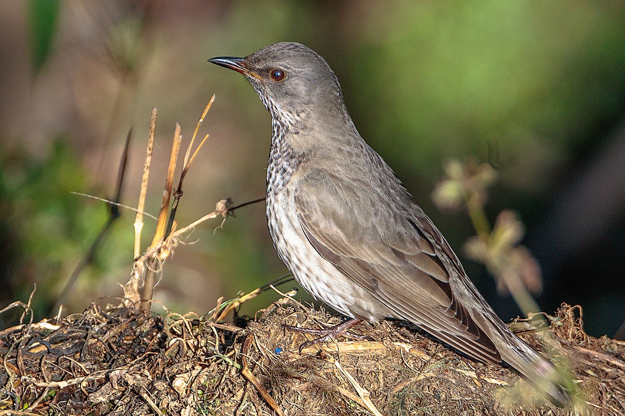 Image - nature bird animal wildlife wild