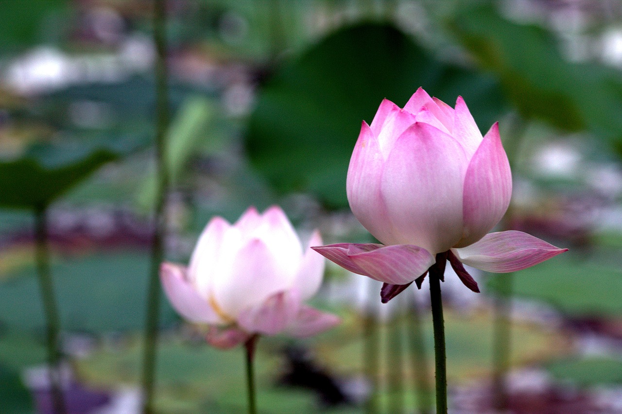 Image - lotus pink fresh distance pond