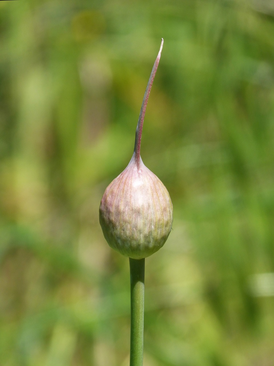 Image - garlic garlic flower seeds florir