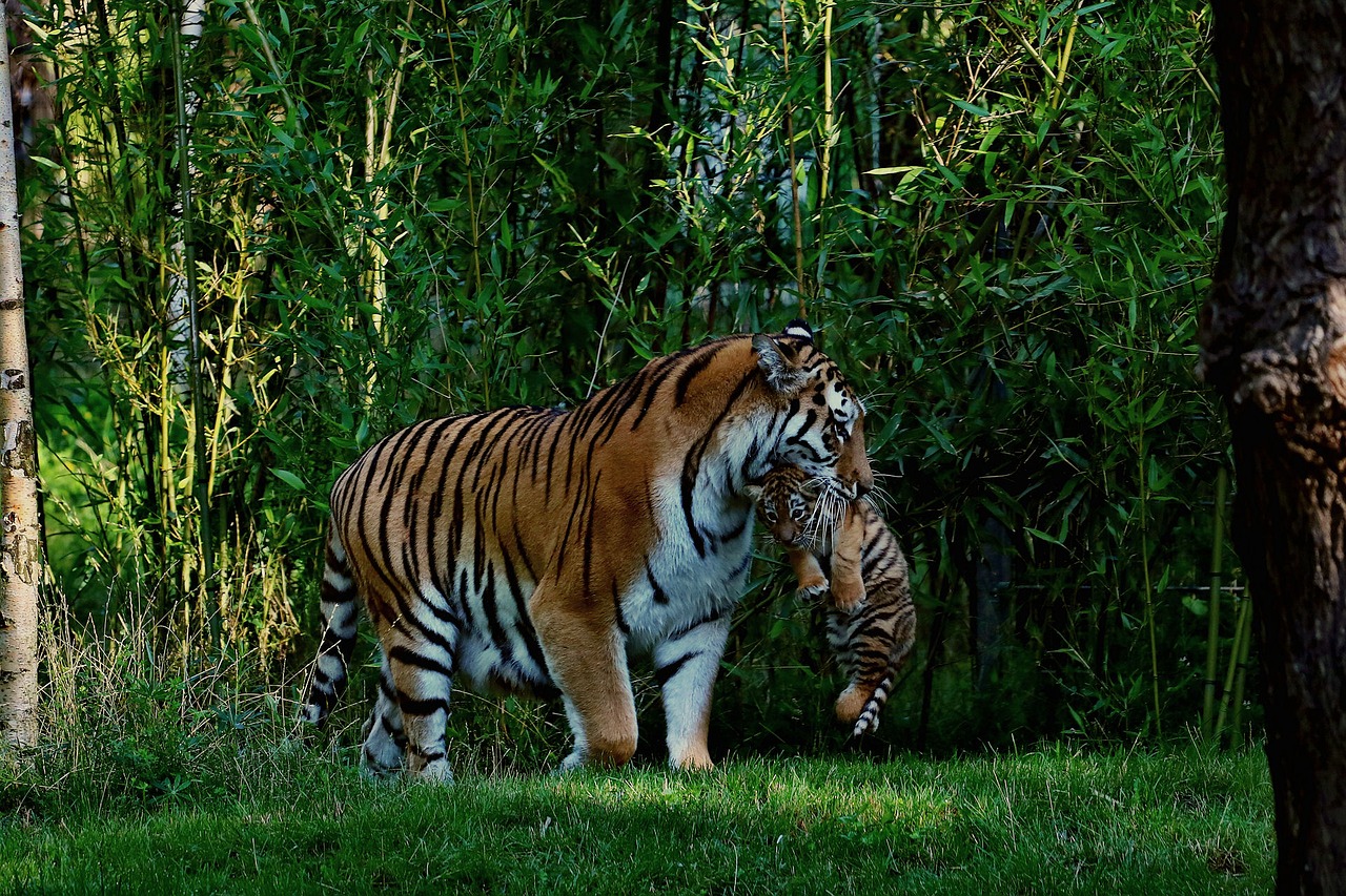 Image - tiger tiger baby mother and child