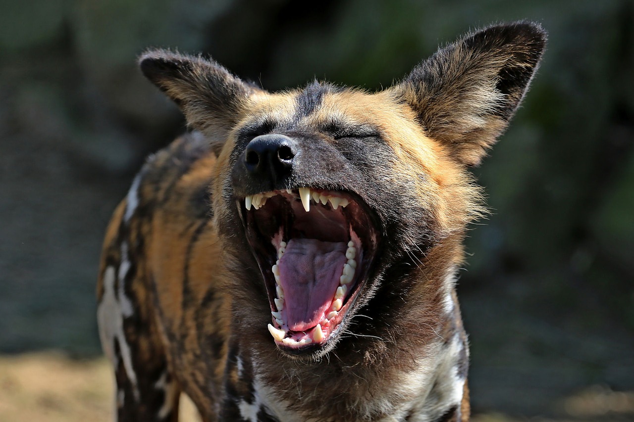 Image - hyena laughs funny