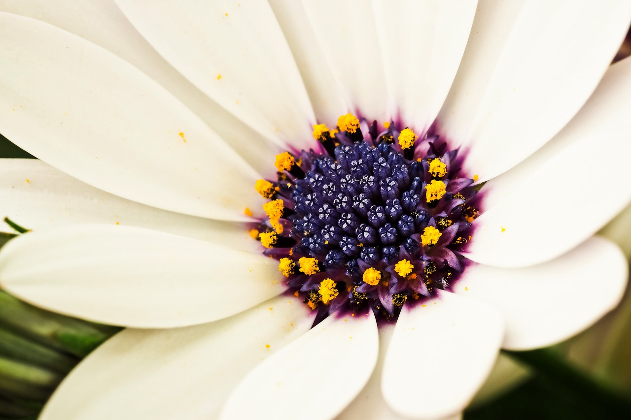 Image - cape basket flower composites