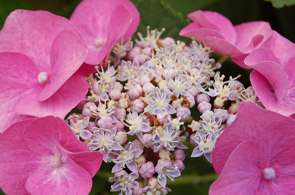 Image - hydrangea mother s day pink flower