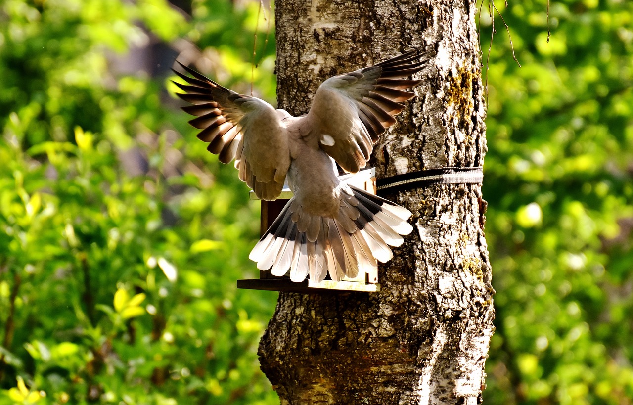 Image - dove approach bird garden collared