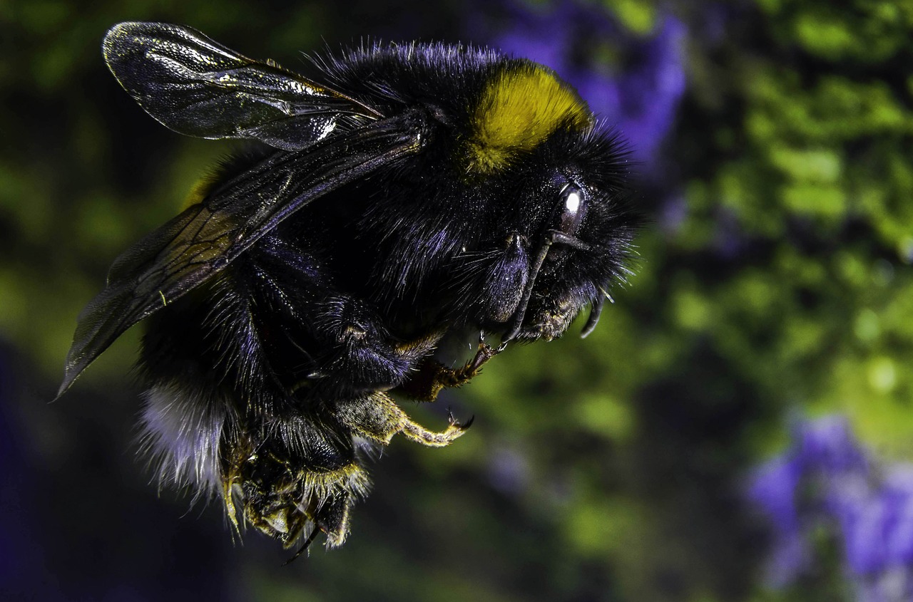 Image - bumble bee insect macro nature