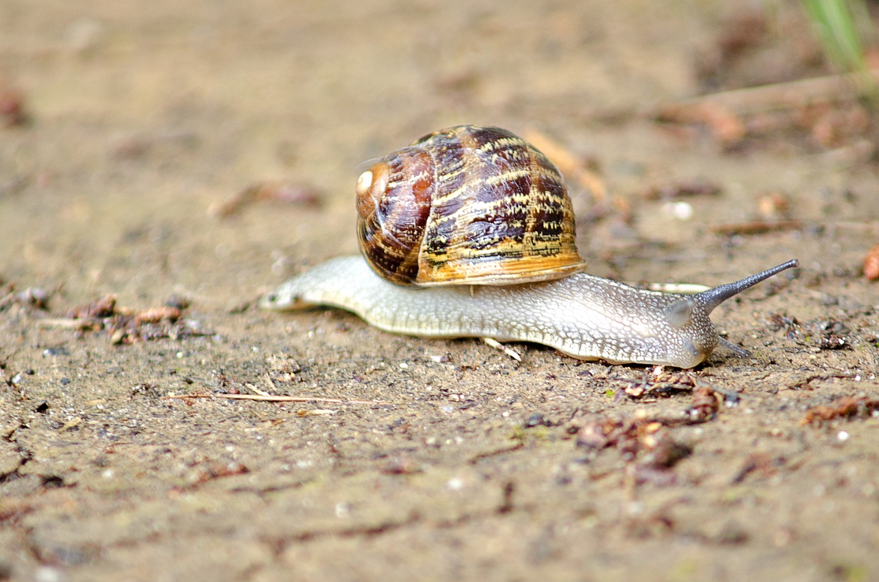 Image - snail macro earth