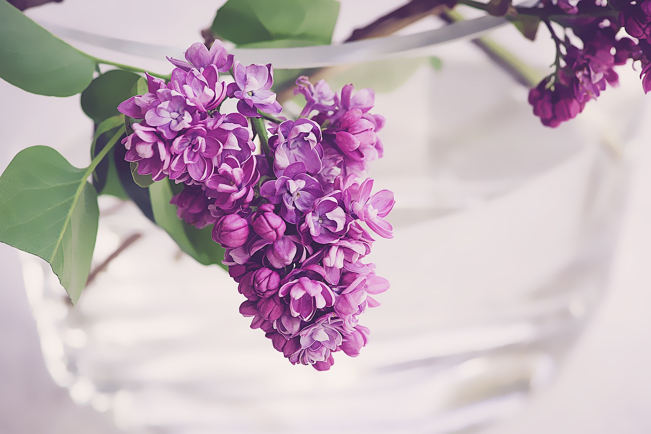 Image - lilac purple violet spring bloom