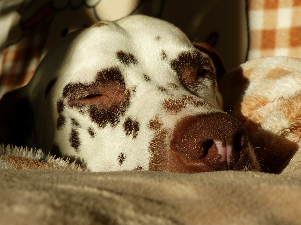 Image - dalmatians dog animal chill out