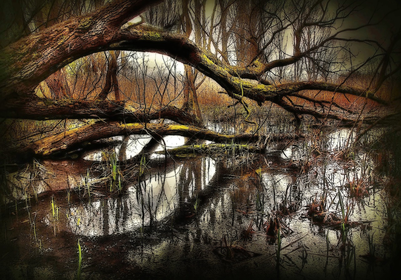 Image - swamp nature water trees lake