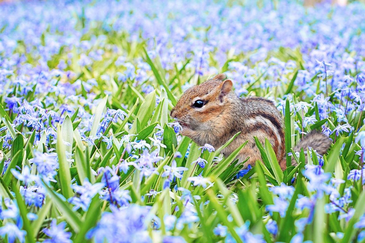 Image - chipmunk spring field meadow