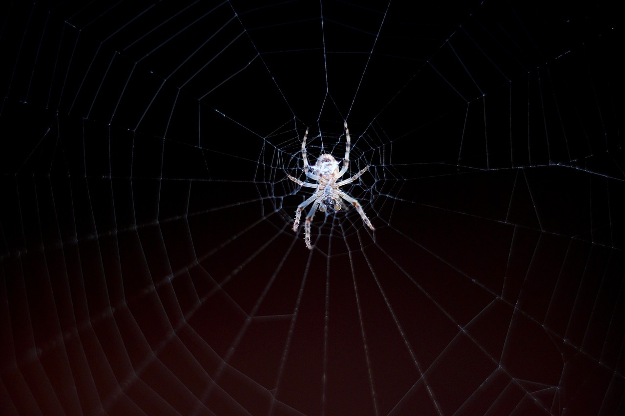 Image - spider cobweb network nature close