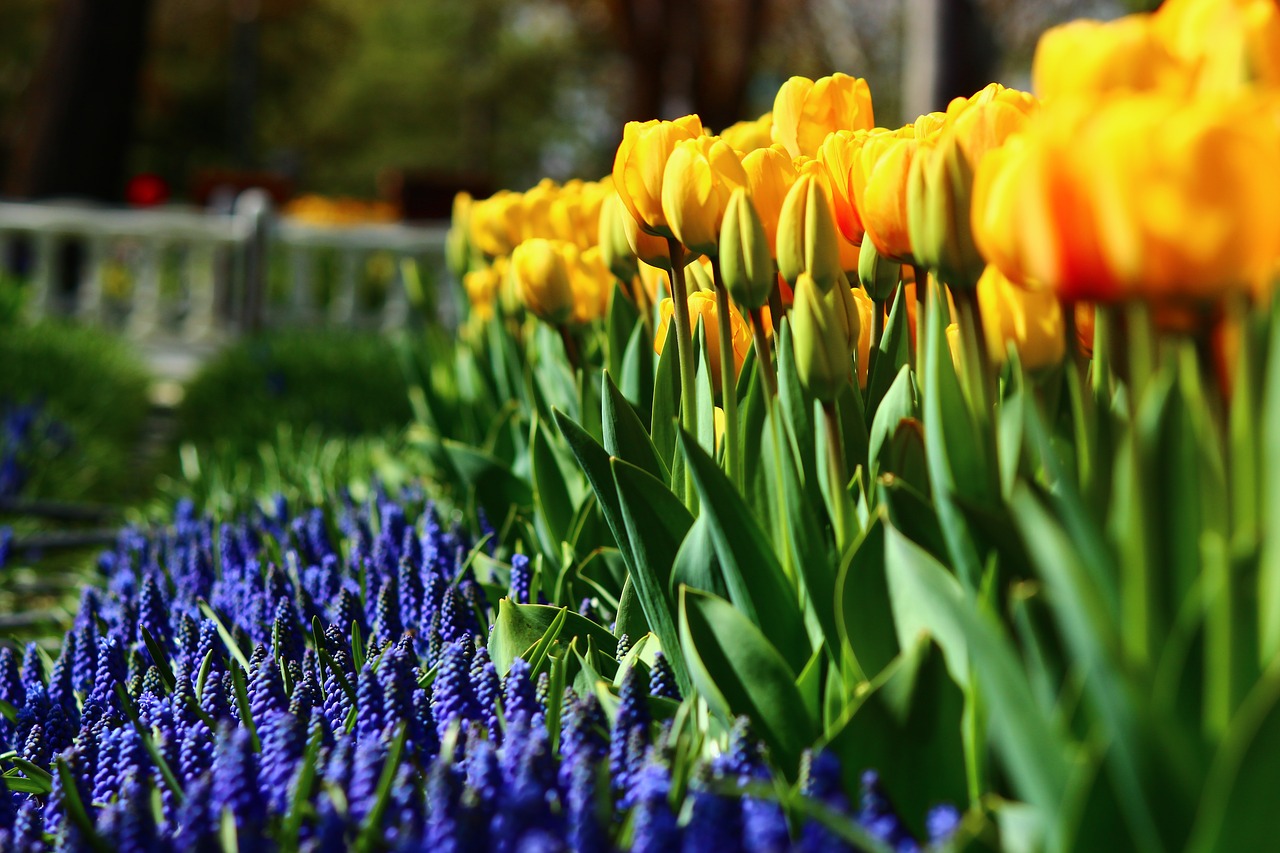 Image - regular tulips spring konya tulips