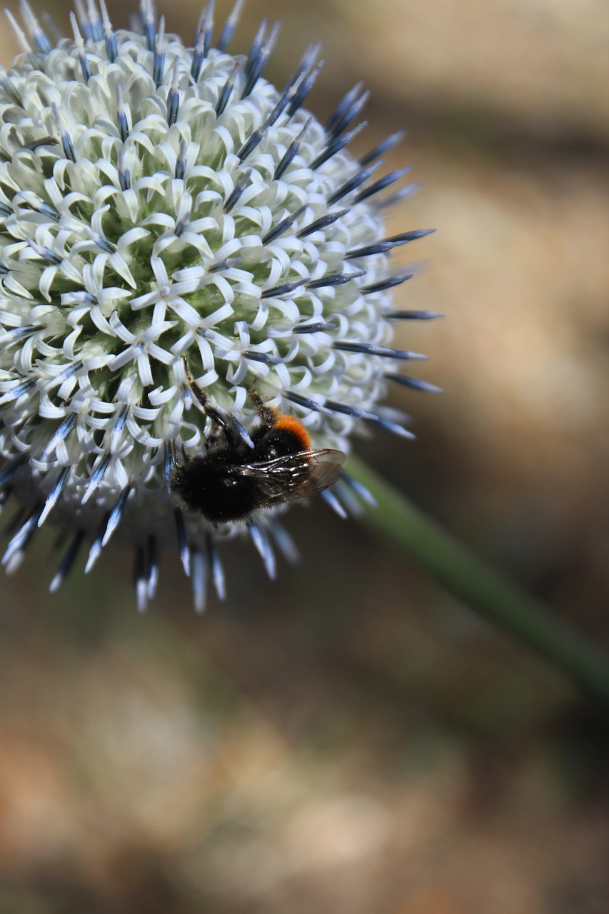 Image - flower animal bee macro nature