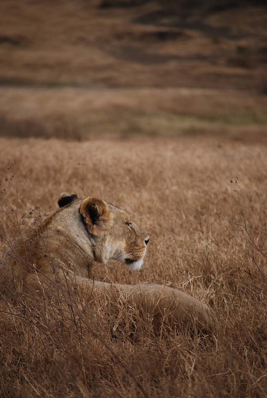 Image - lion safari camouflage tanzania