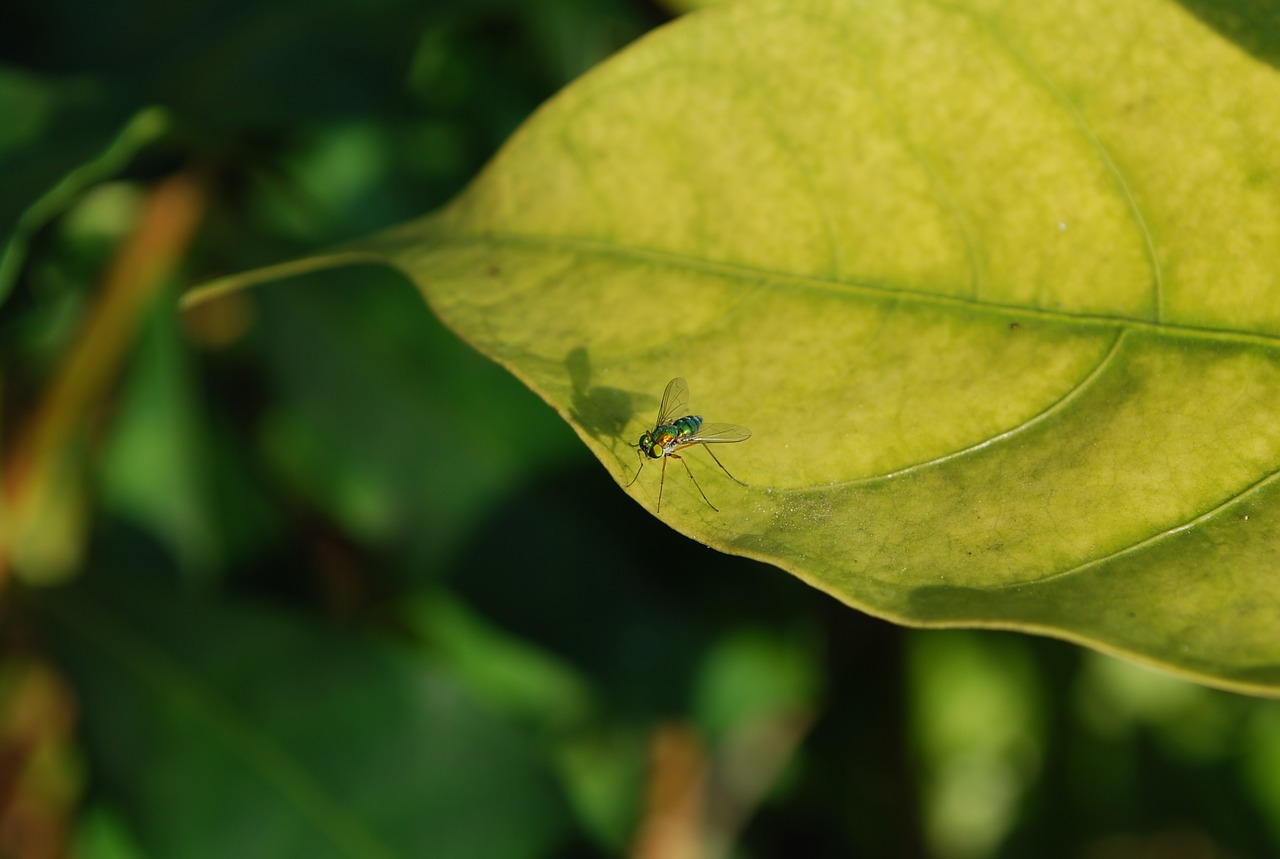 Image - fly shadow color