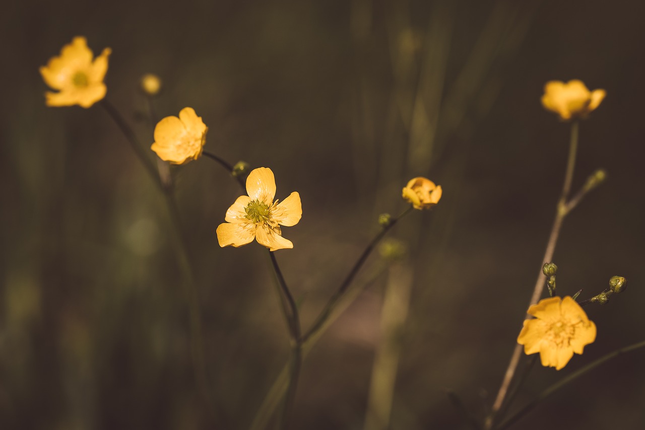 Image - buttercup yellow pointed flower