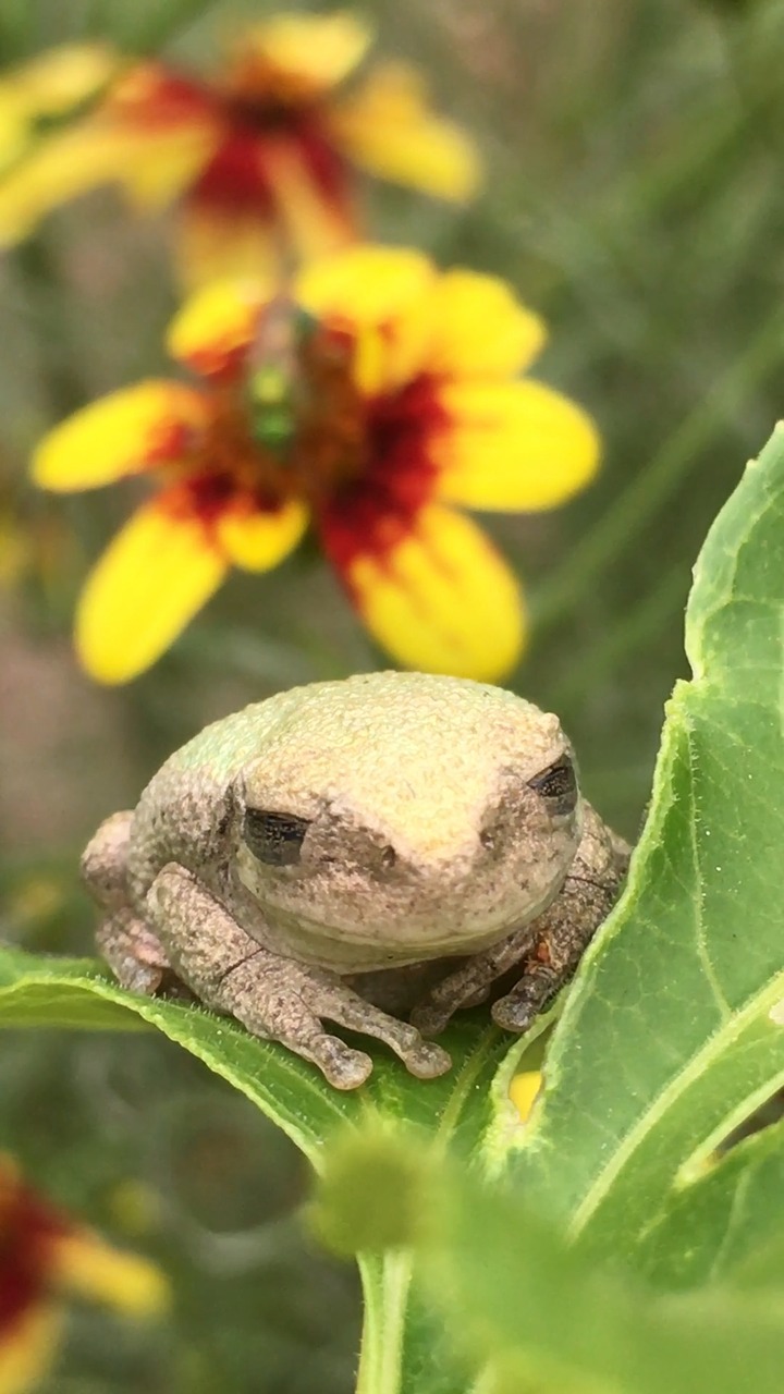 Image - frog toad flower plant green