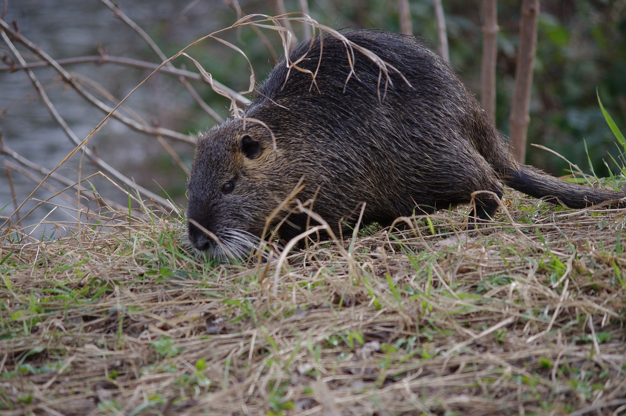 Image - nutria coypu neozoa nager rodent