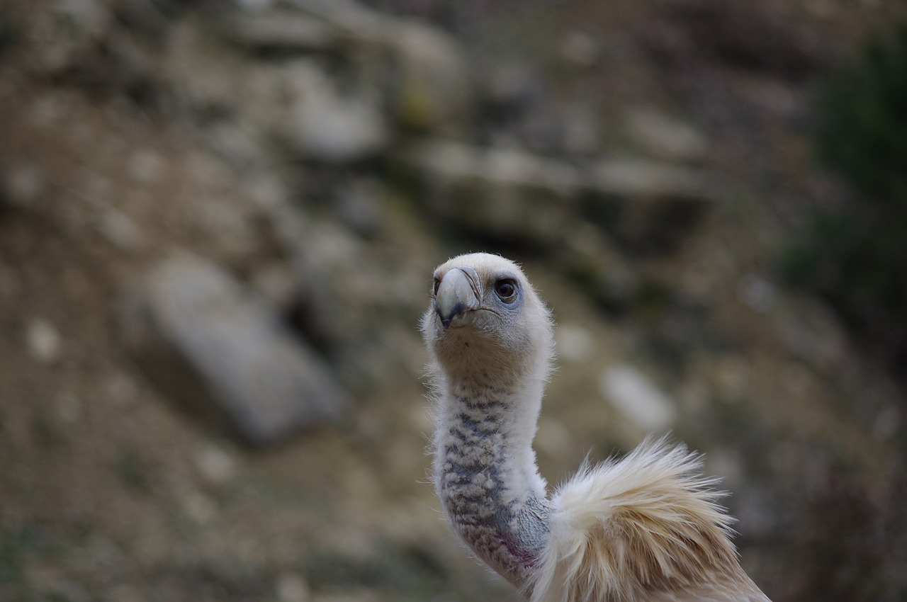 Image - vulture neck raptor