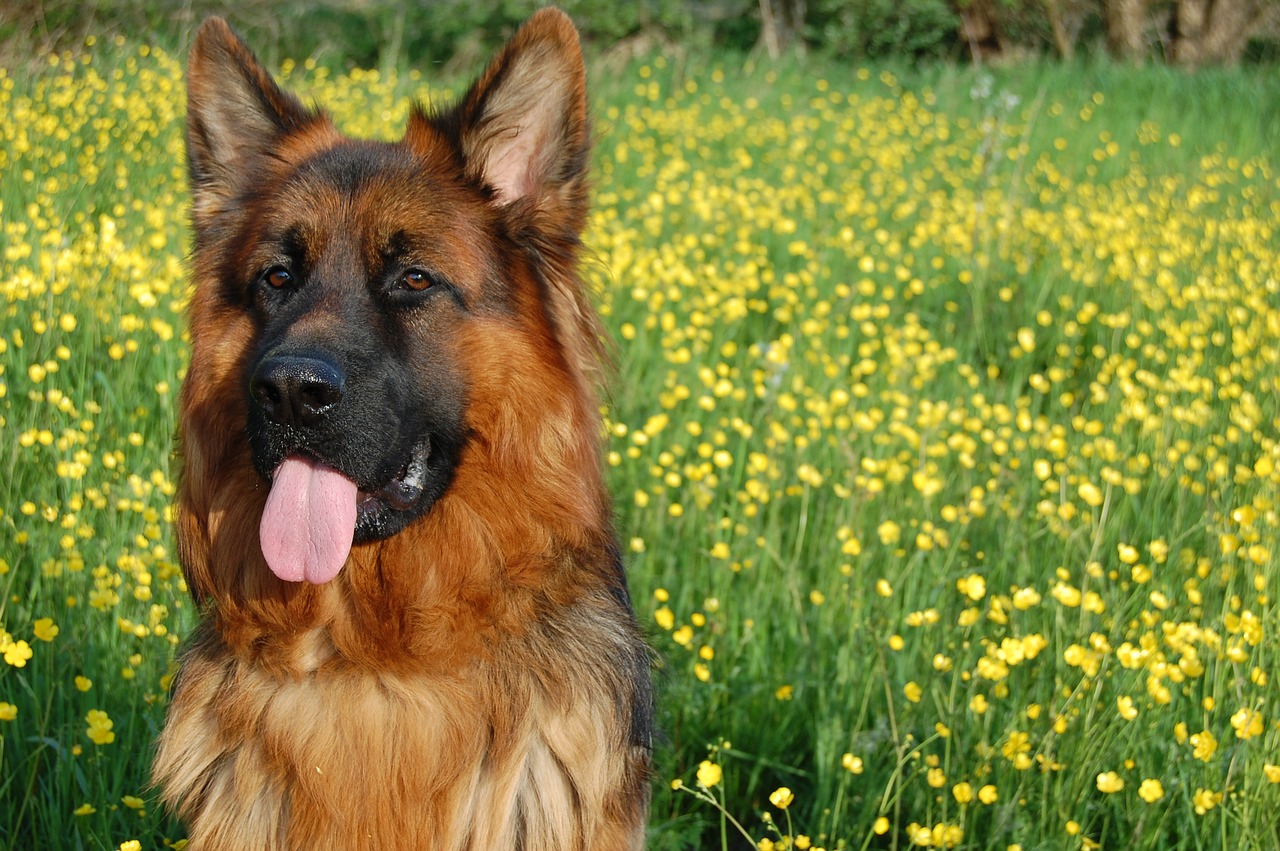 Image - german shepherd friend long haired