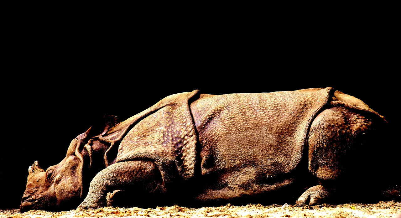 Image - rhino wild animal